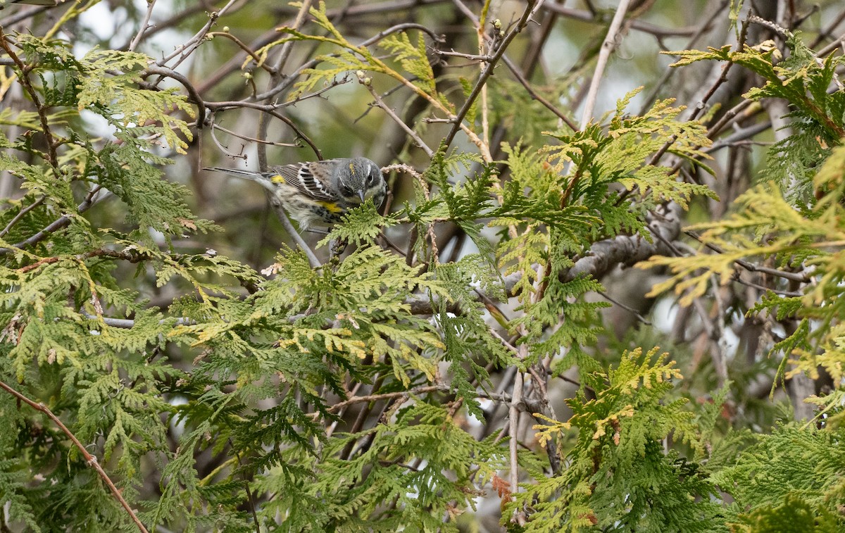 Yellow-rumped Warbler - Chad Berry