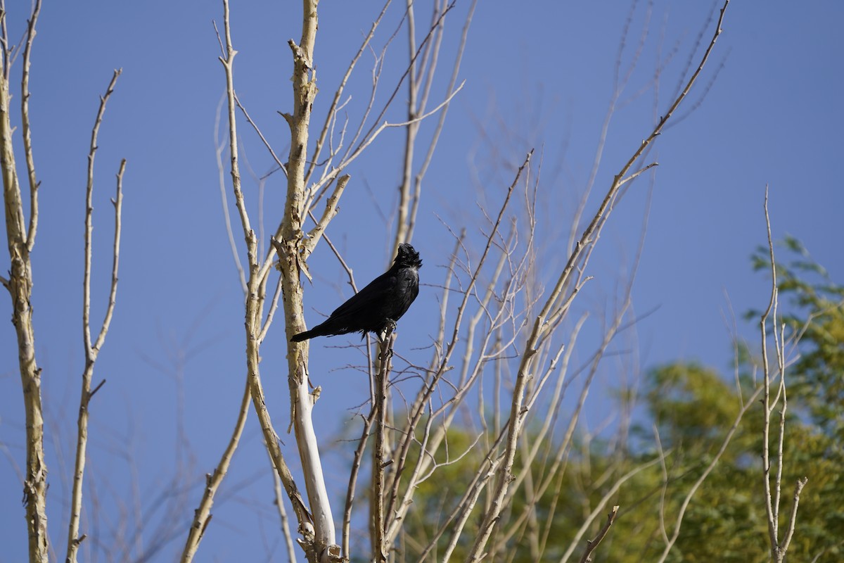 Carrion Crow - Chamba Phuntsog