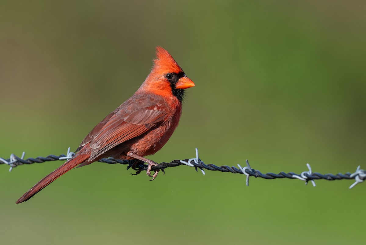 Cardinal rouge - ML618752038