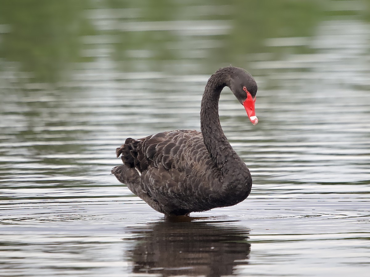 Black Swan - ML618752047