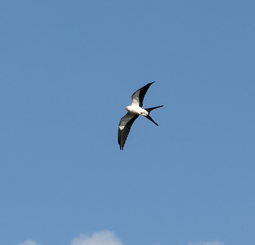 Swallow-tailed Kite - ML618752076