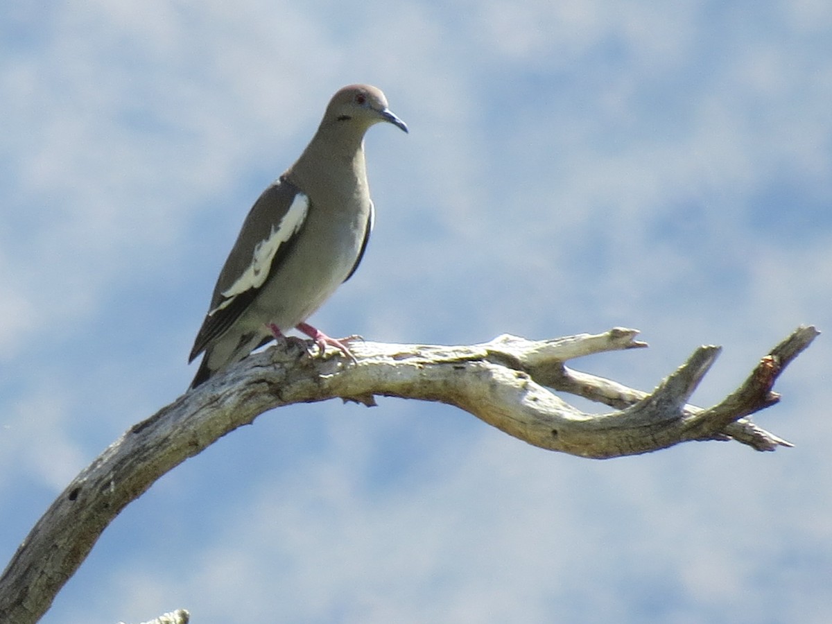 White-winged Dove - ML618752085
