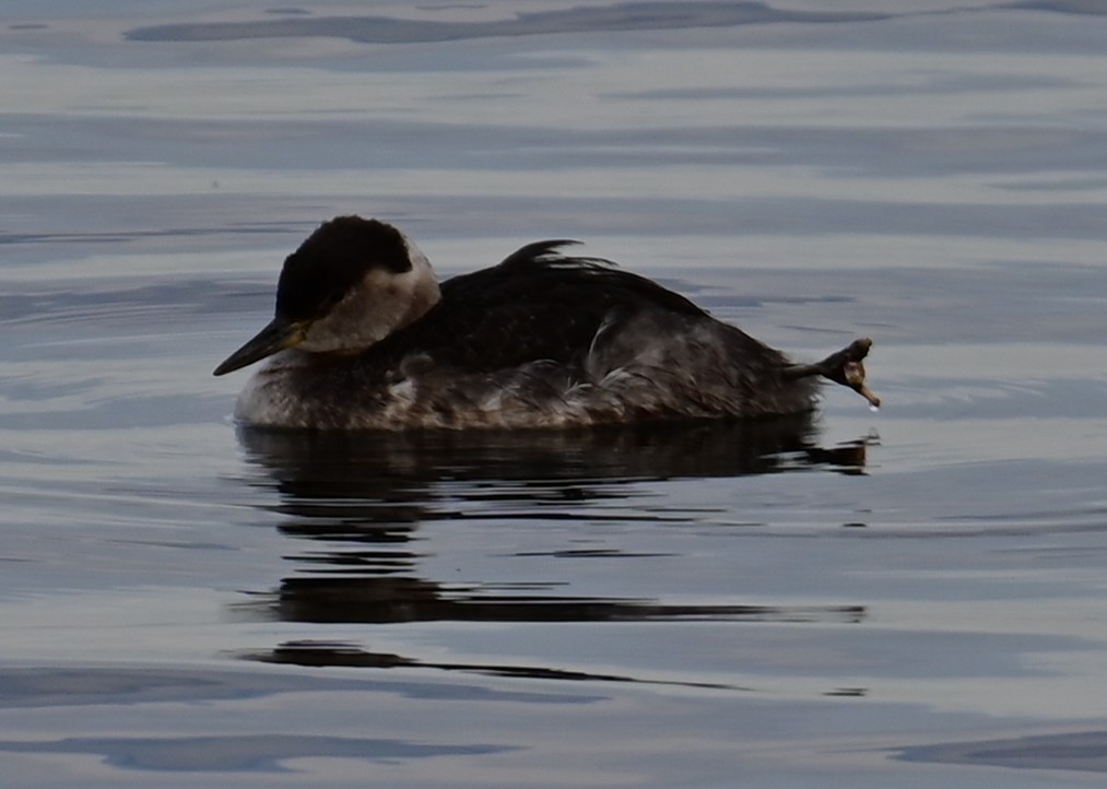 Red-necked Grebe - ML618752106