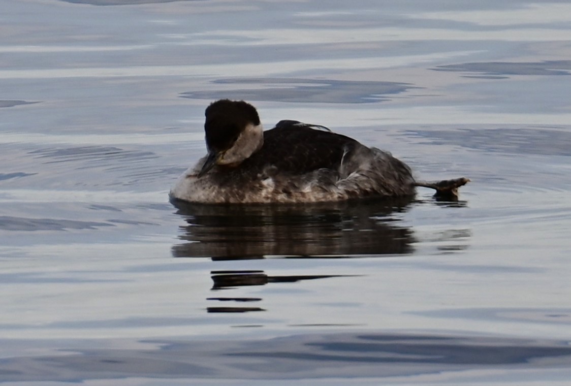 Red-necked Grebe - ML618752108