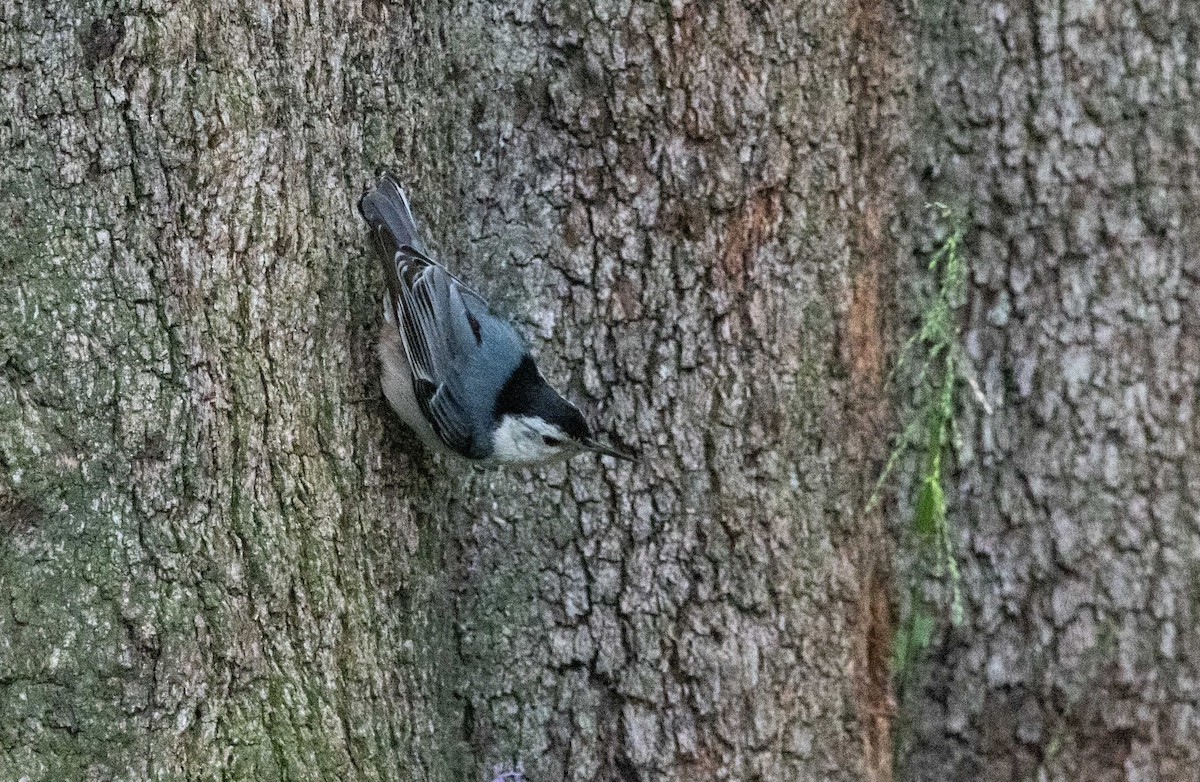 White-breasted Nuthatch - ML618752114