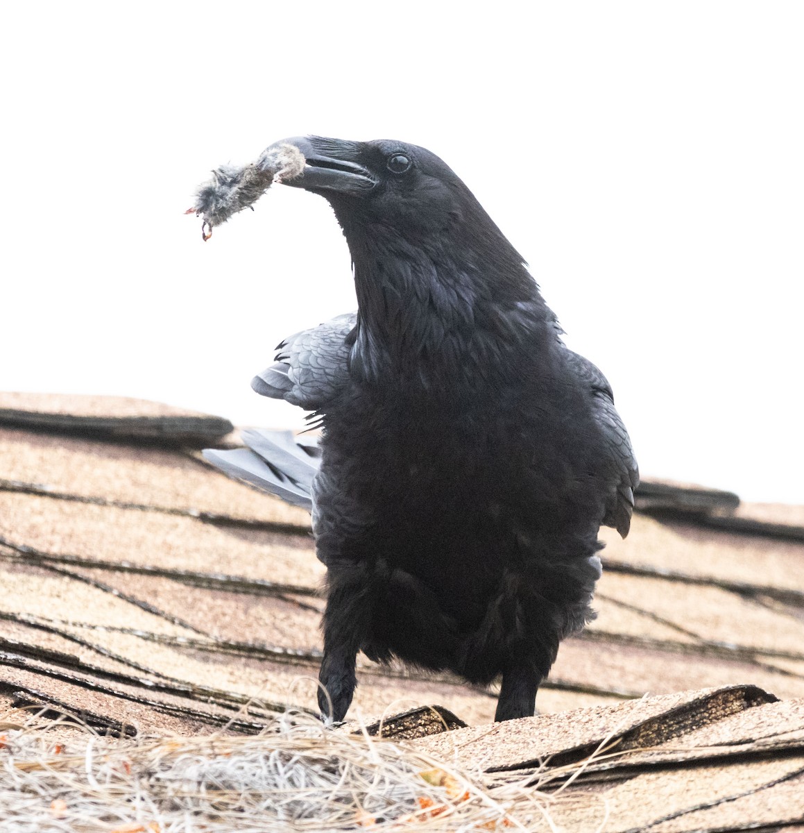 Common Raven - ML618752121