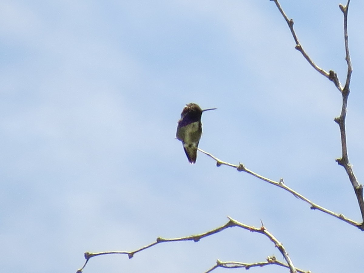 Costa's Hummingbird - ML618752146