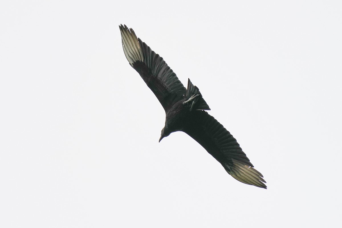 Black Vulture - ML618752175