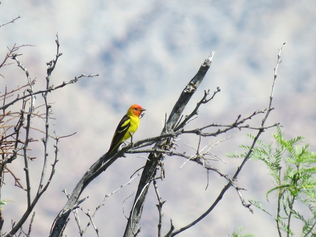 Western Tanager - ML618752176