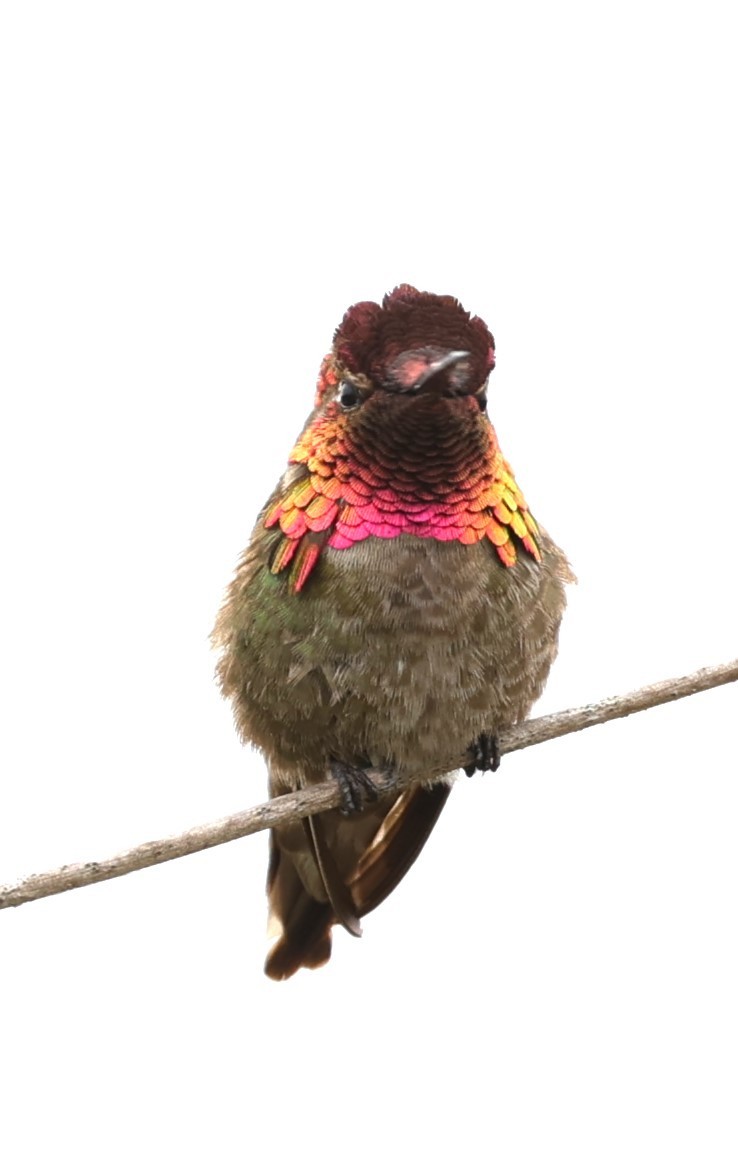 Anna's Hummingbird - ML618752179