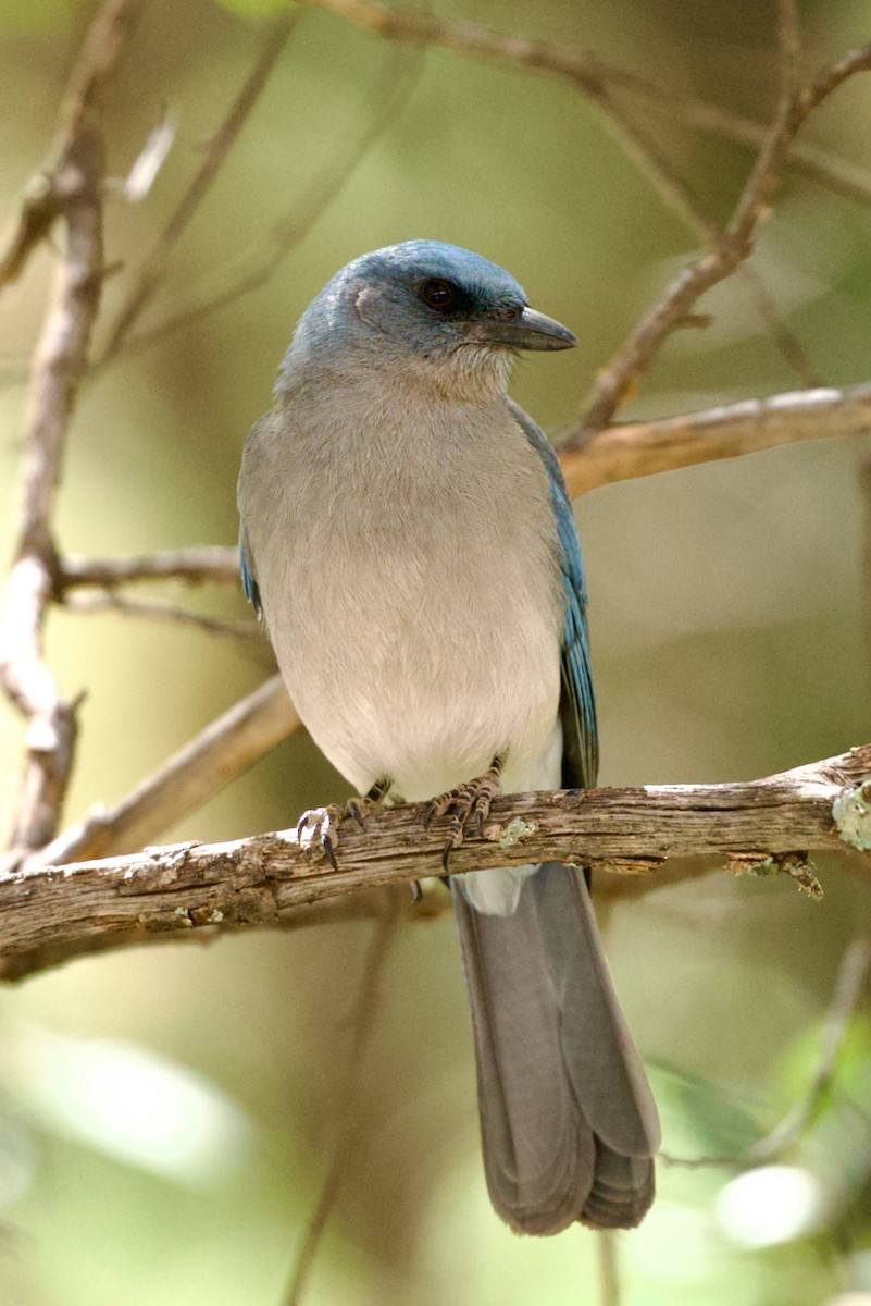 Mexican Jay - ML618752191