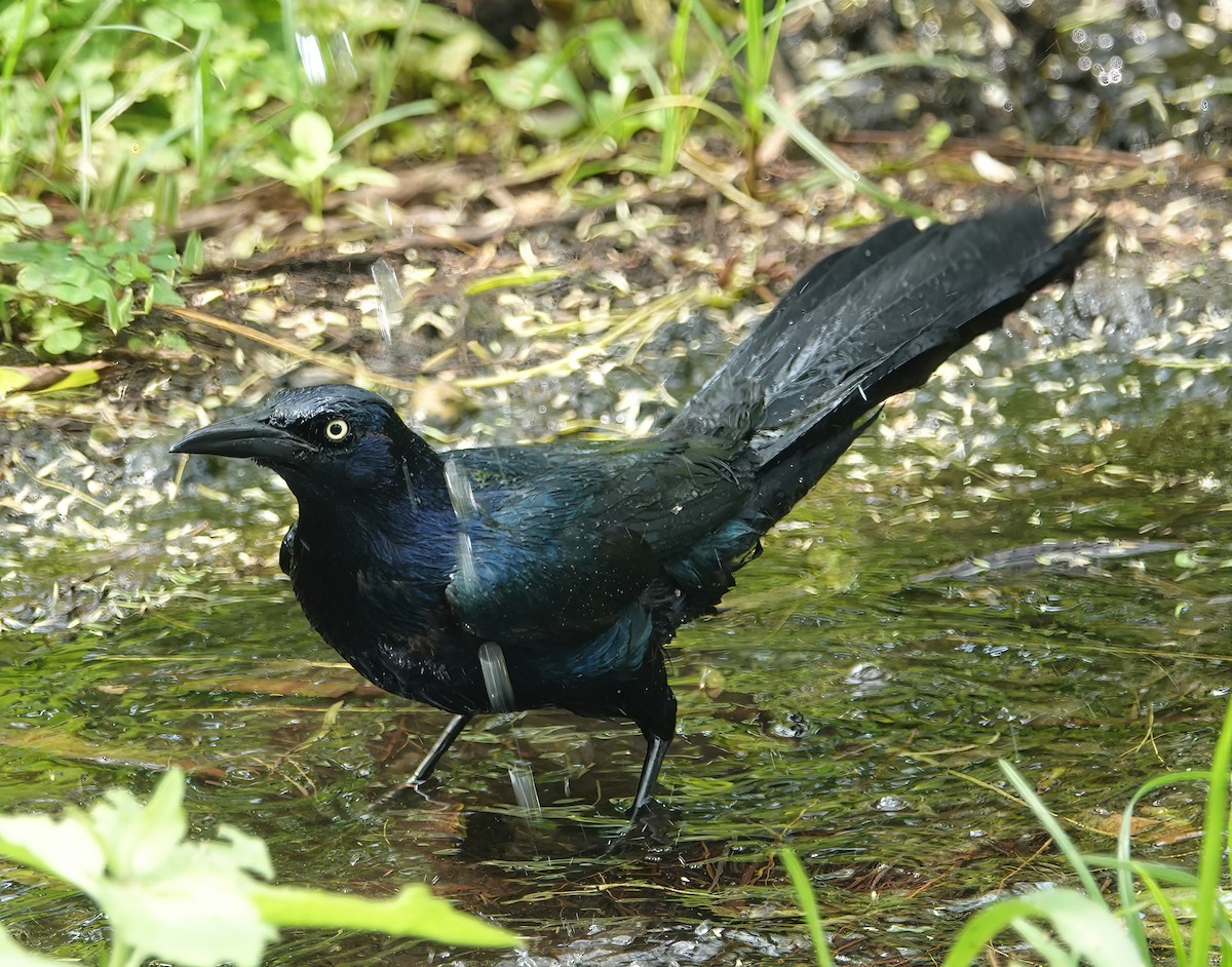 Great-tailed Grackle - ML618752200