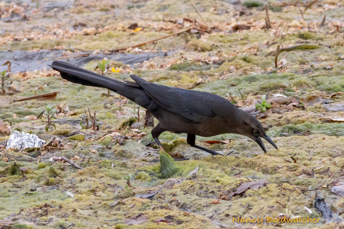 Great-tailed Grackle - ML618752273