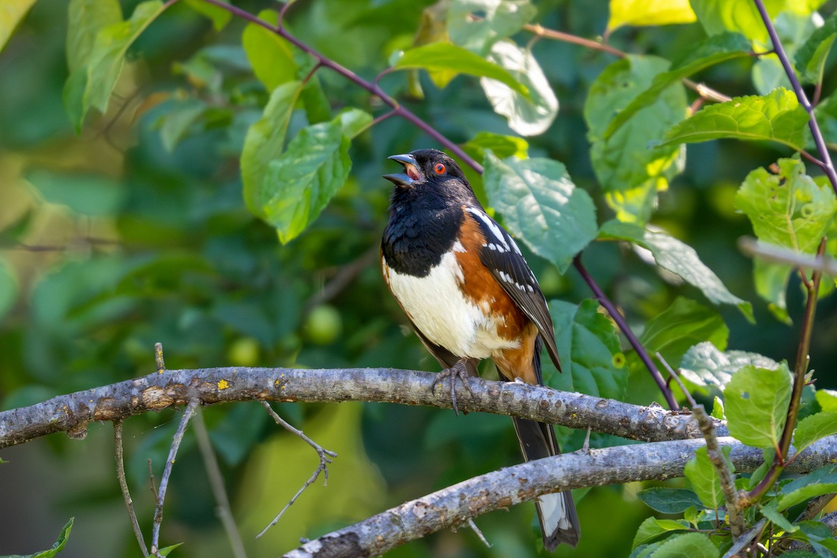 Spotted Towhee - ML618752295