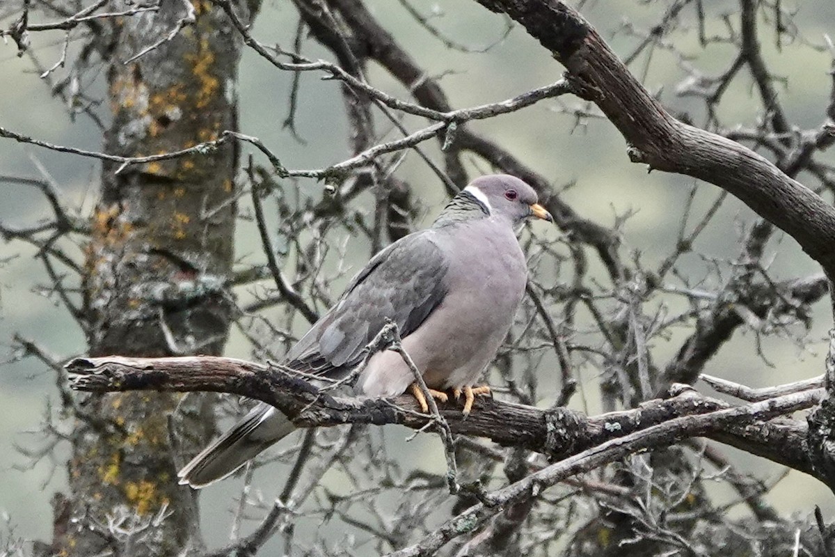 Pigeon à queue barrée - ML618752300