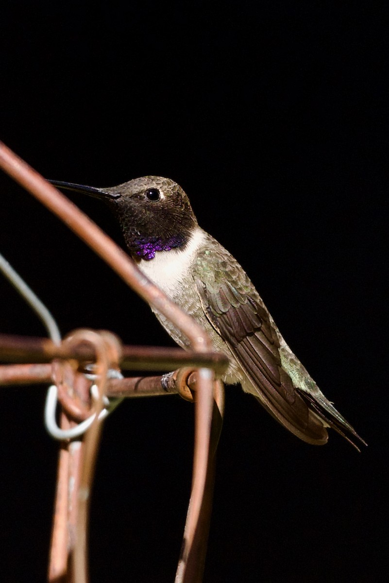Black-chinned Hummingbird - ML618752306