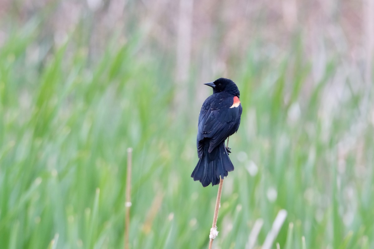 Red-winged Blackbird - ML618752308
