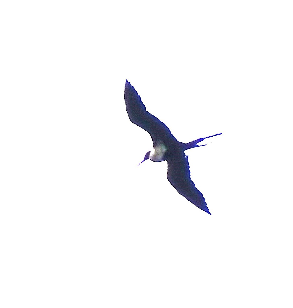 Lesser Frigatebird - ML618752309