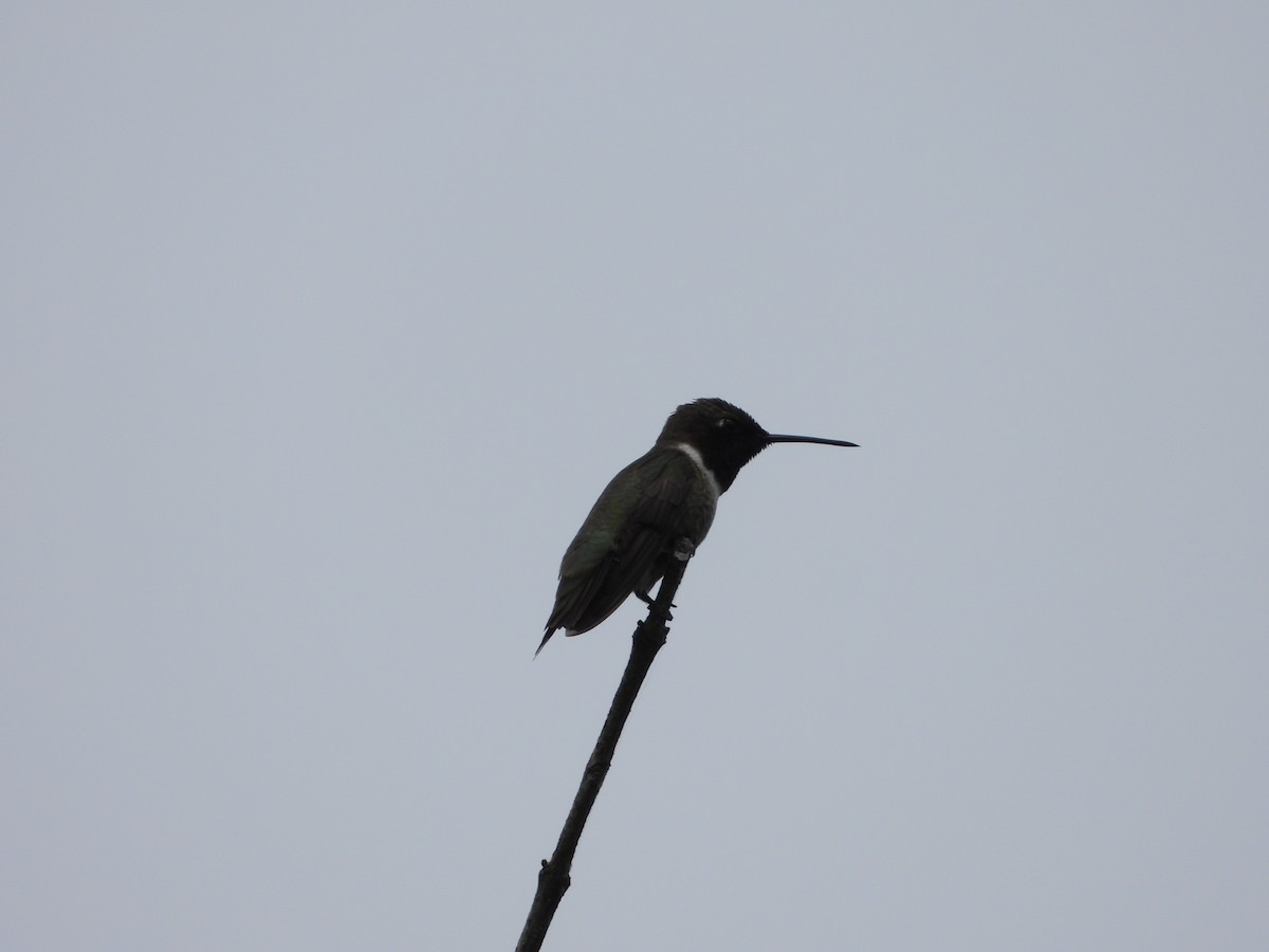 Black-chinned Hummingbird - ML618752315