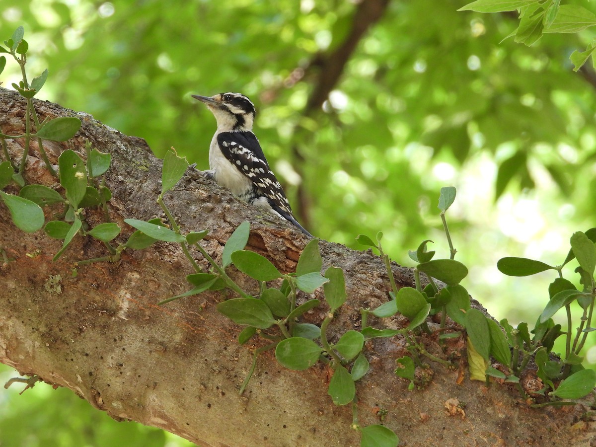 Downy Woodpecker - ML618752318