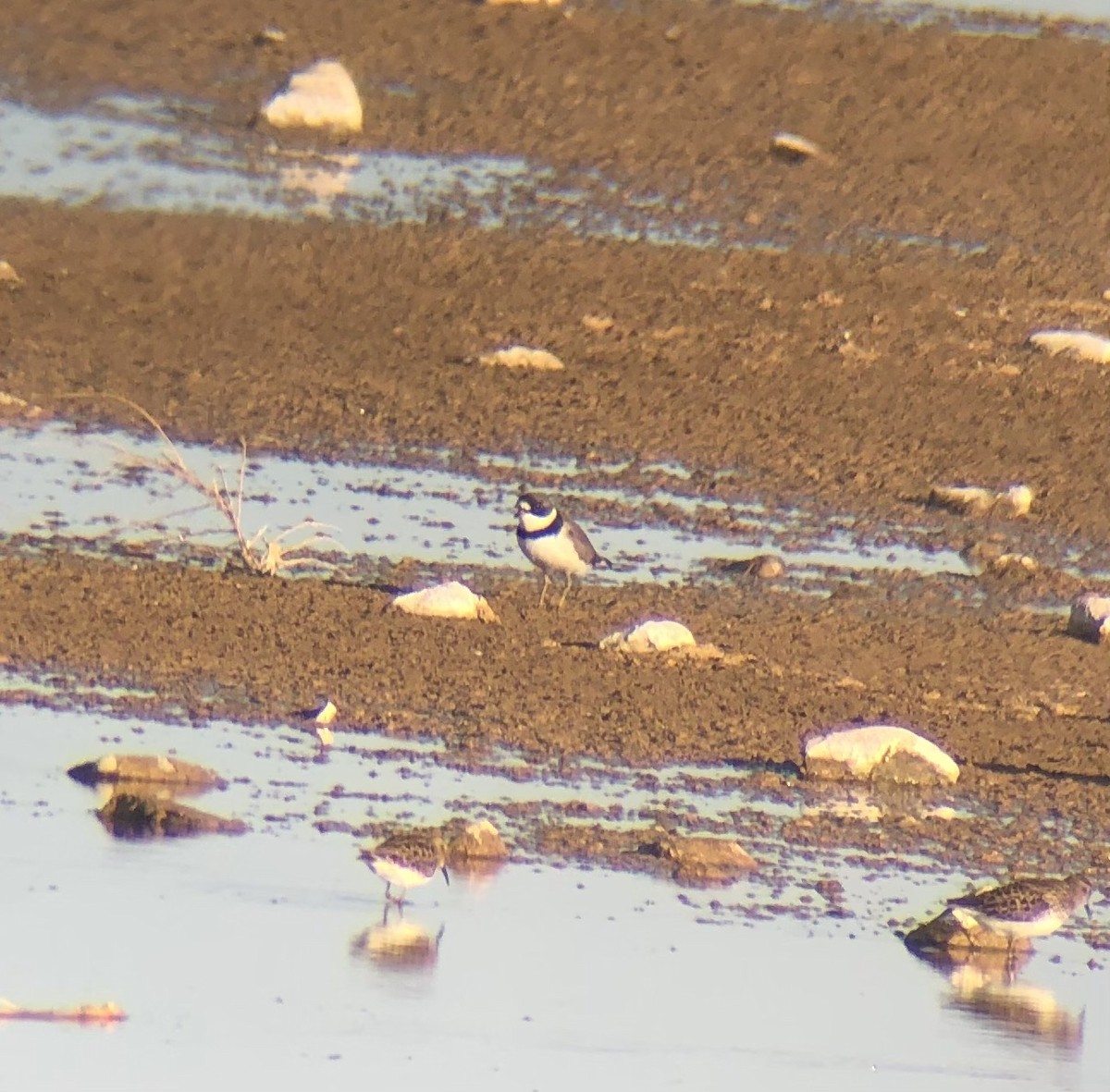 Semipalmated Plover - ML618752319