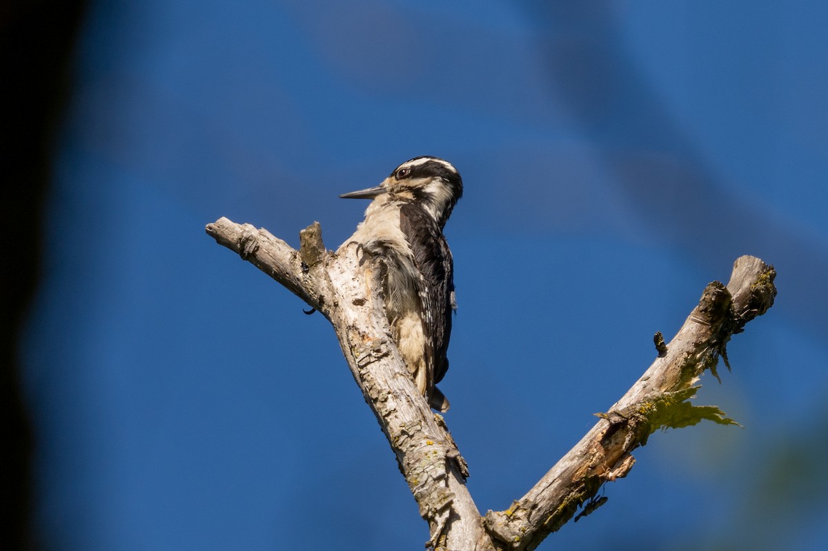 Hairy Woodpecker - ML618752334
