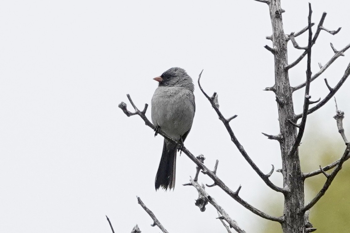 Black-chinned Sparrow - ML618752358