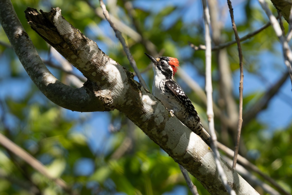 Nuttall's Woodpecker - ML618752379