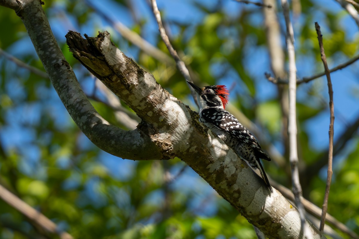 Nuttall's Woodpecker - ML618752380