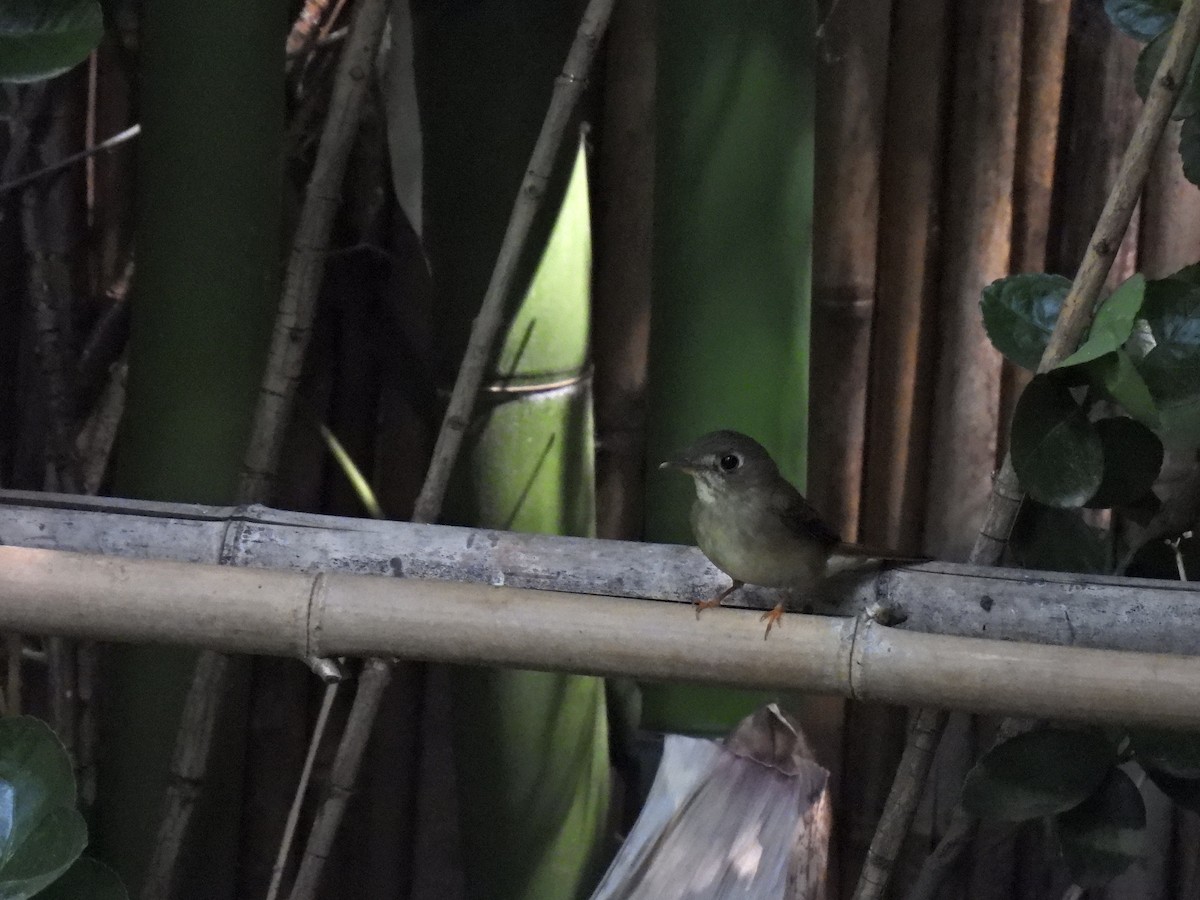 Brown-breasted Flycatcher - ML618752435