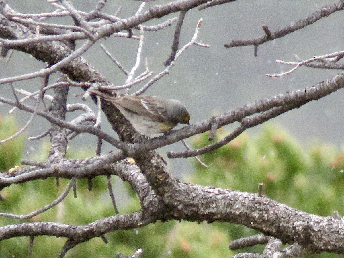 Yellow-rumped Warbler (Audubon's) - ML618752437