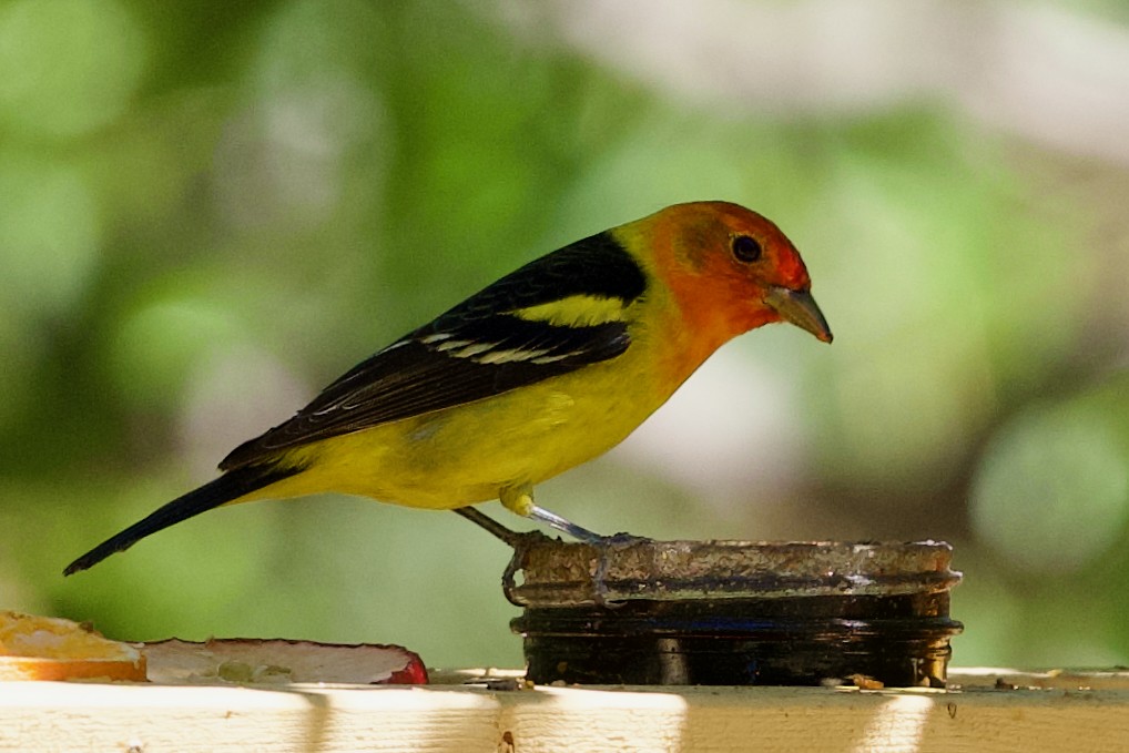 Western Tanager - ML618752467