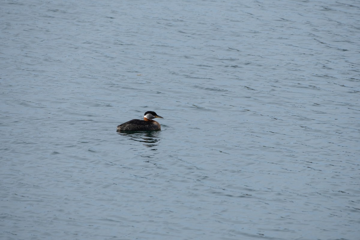 Red-necked Grebe - ML618752490