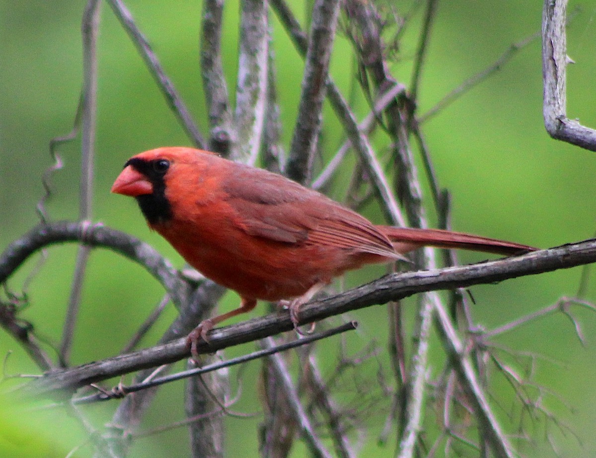 Cardinal rouge - ML618752497