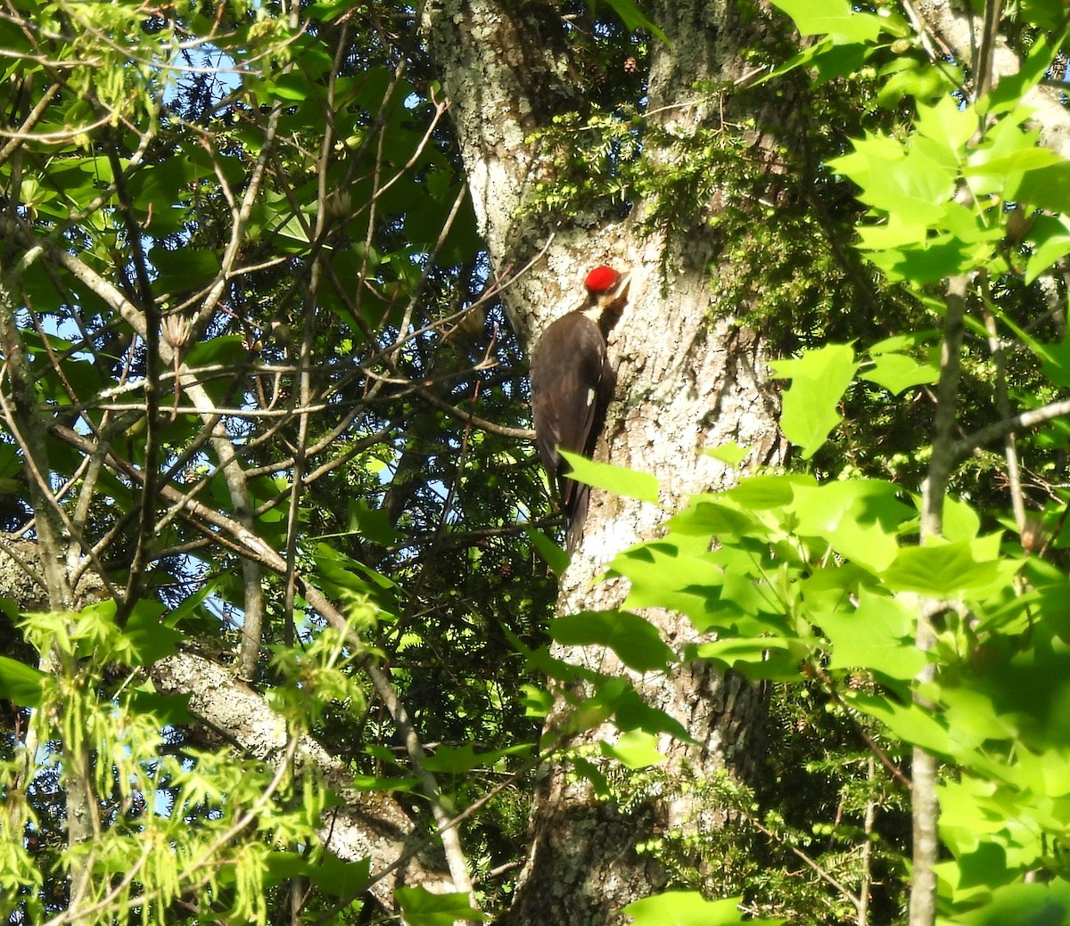Pileated Woodpecker - ML618752539