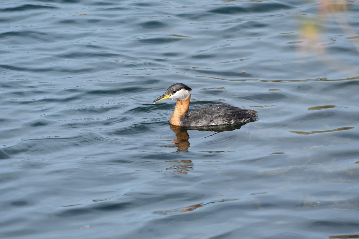 Red-necked Grebe - ML618752545