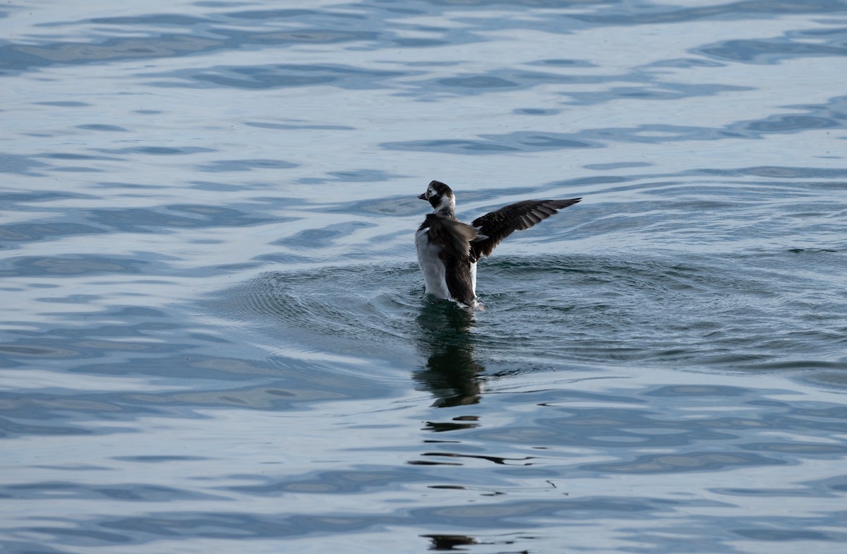 Long-tailed Duck - Chad Berry