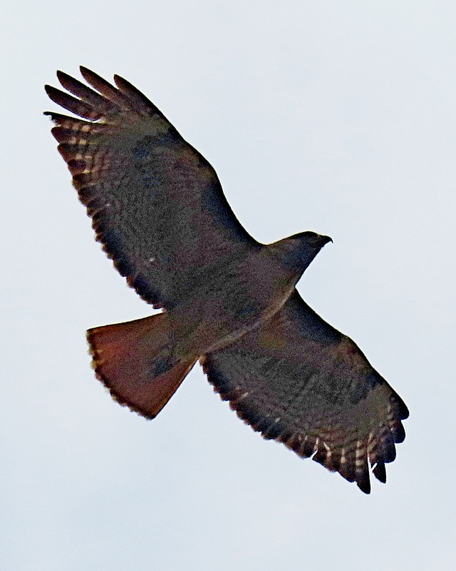 Red-tailed Hawk - ML618752559