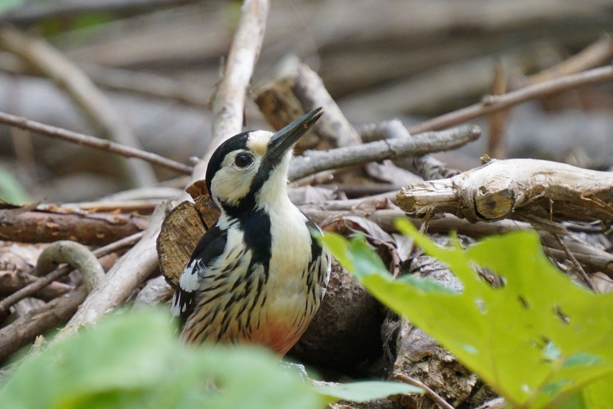White-backed Woodpecker - ML618752573
