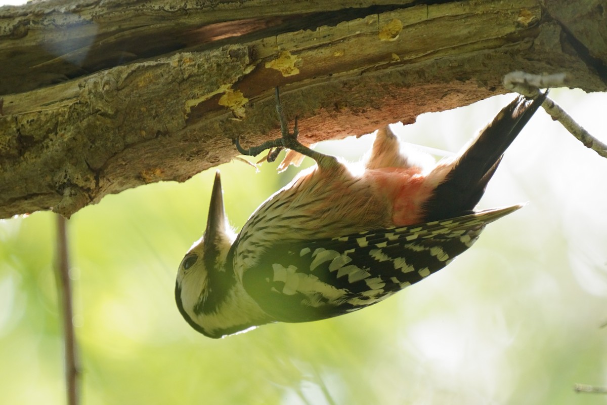 White-backed Woodpecker - ML618752576
