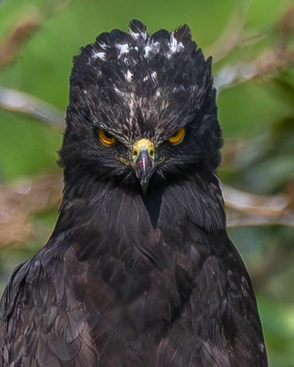 Чёрный хохлатый орёл - ML618752580
