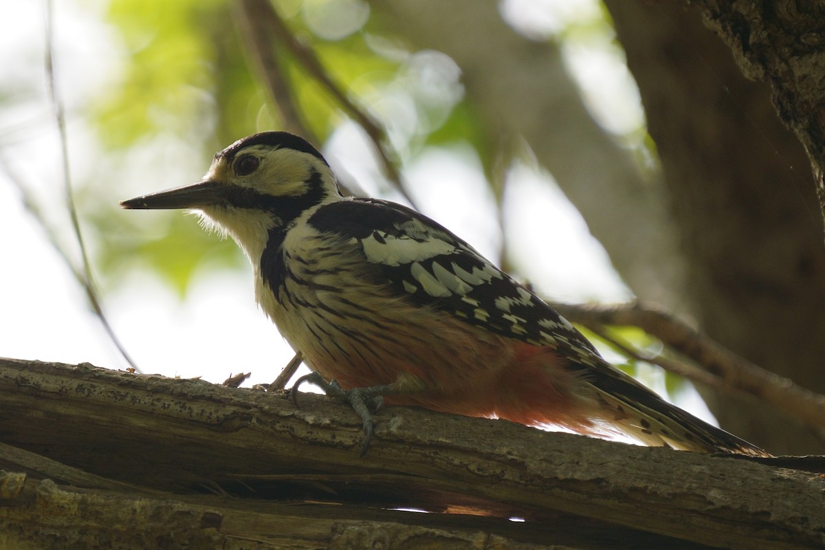 White-backed Woodpecker - ML618752599