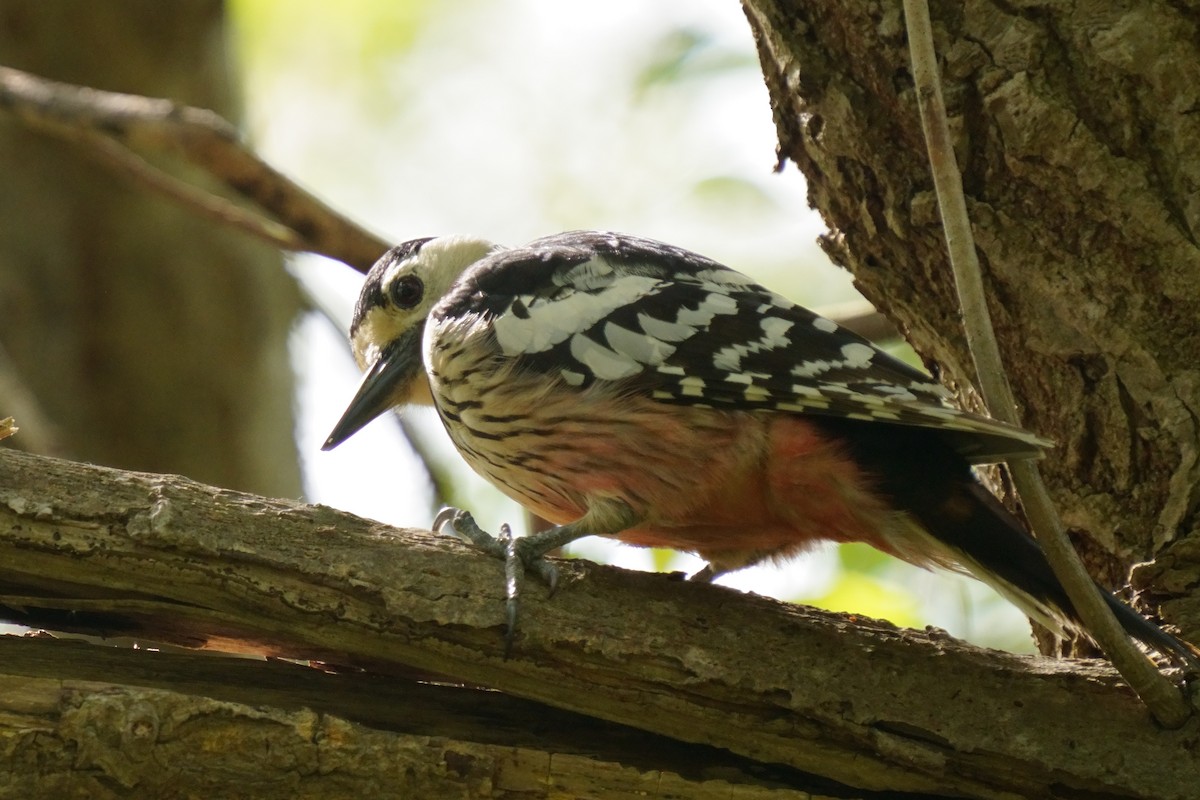 White-backed Woodpecker - ML618752600