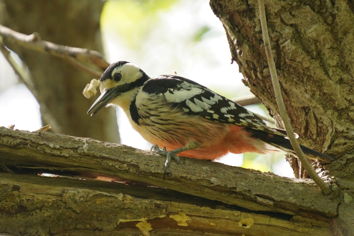 White-backed Woodpecker - ML618752605