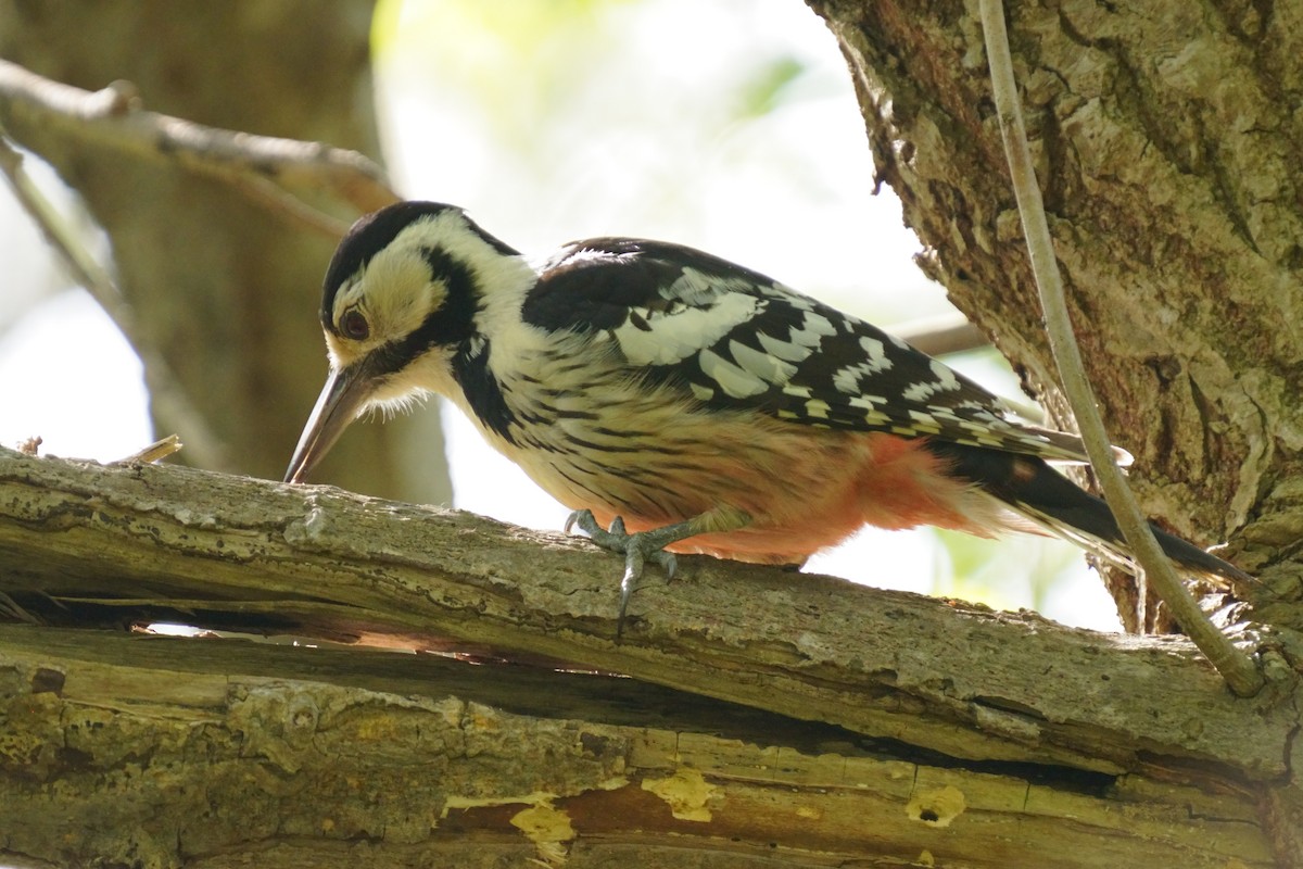 White-backed Woodpecker - ML618752606