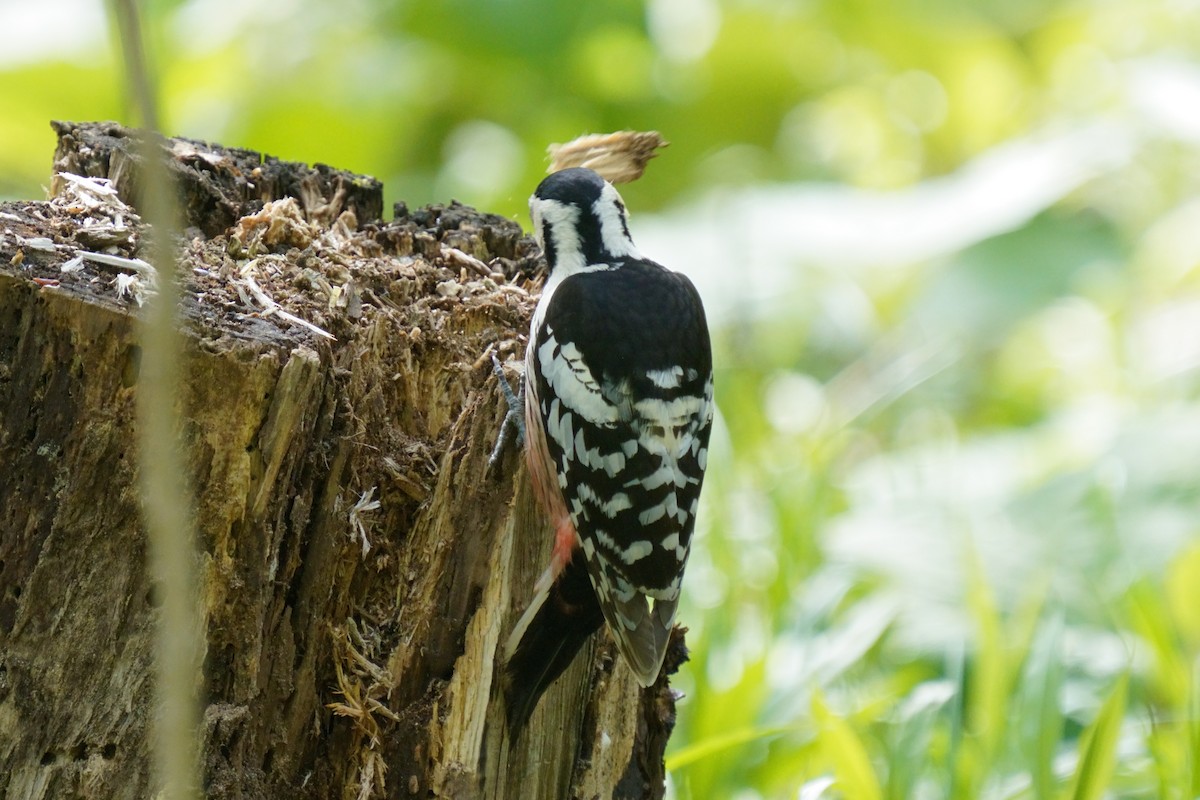 White-backed Woodpecker - ML618752608