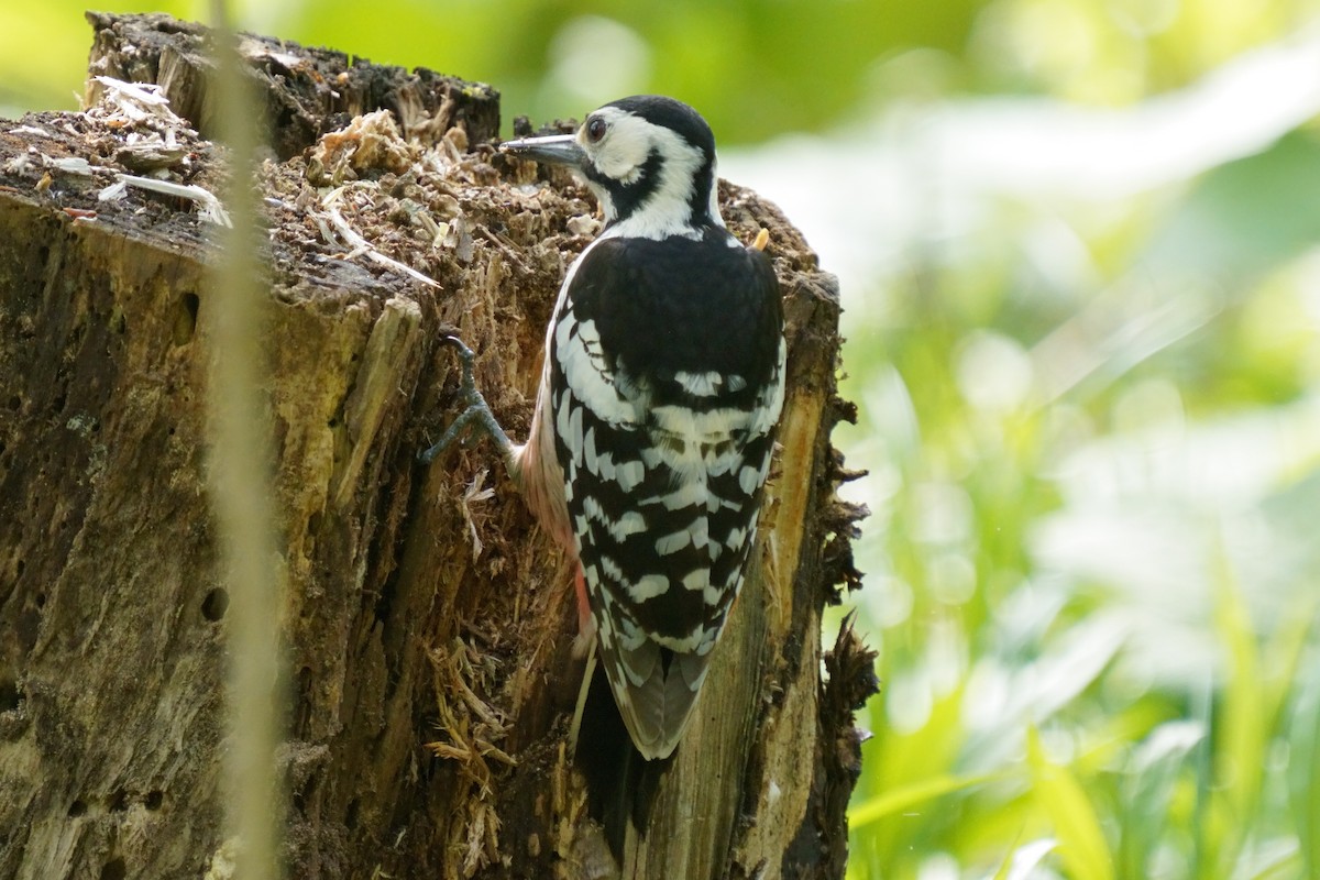 White-backed Woodpecker - ML618752613