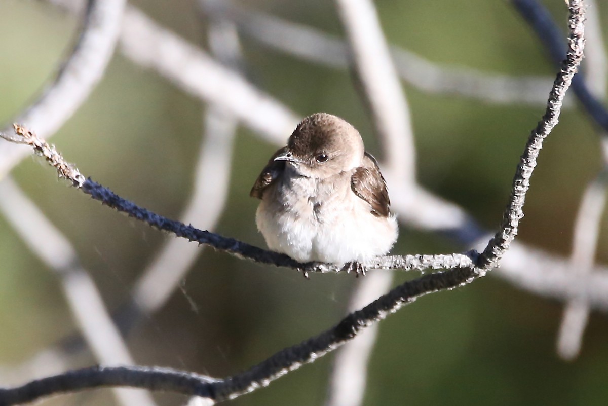 Northern Rough-winged Swallow - ML618752614