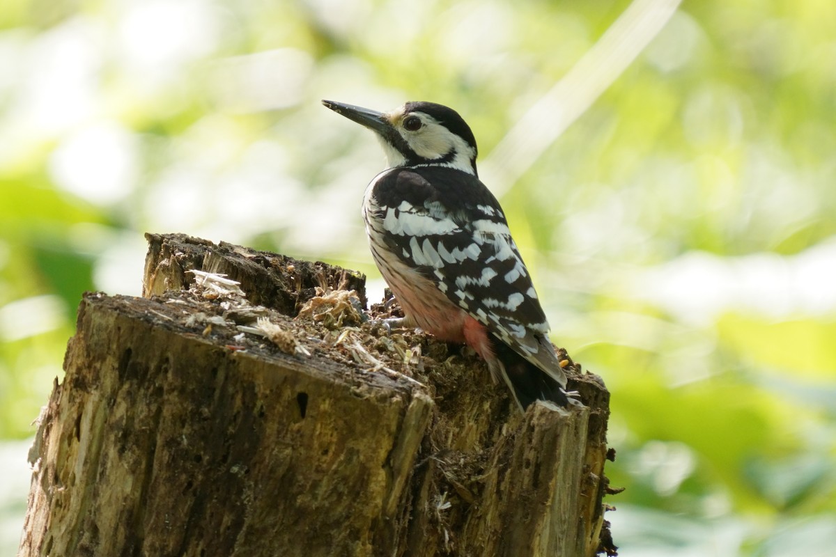 White-backed Woodpecker - ML618752615