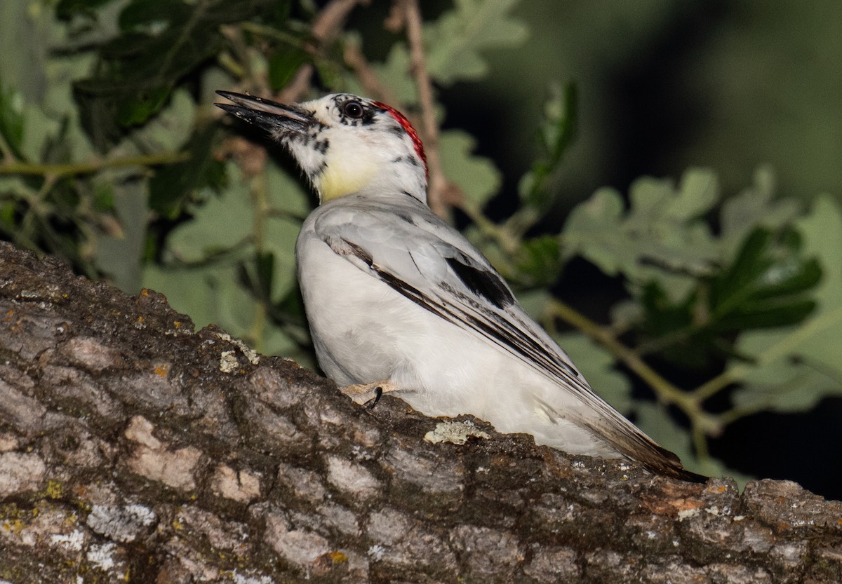 Acorn Woodpecker - ML618752616